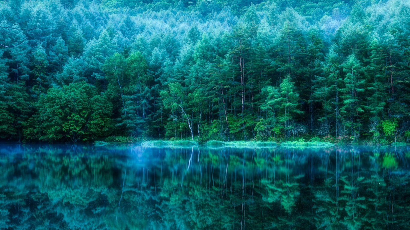 Green Trees Beside Body of Water During Daytime. Wallpaper in 1366x768 Resolution