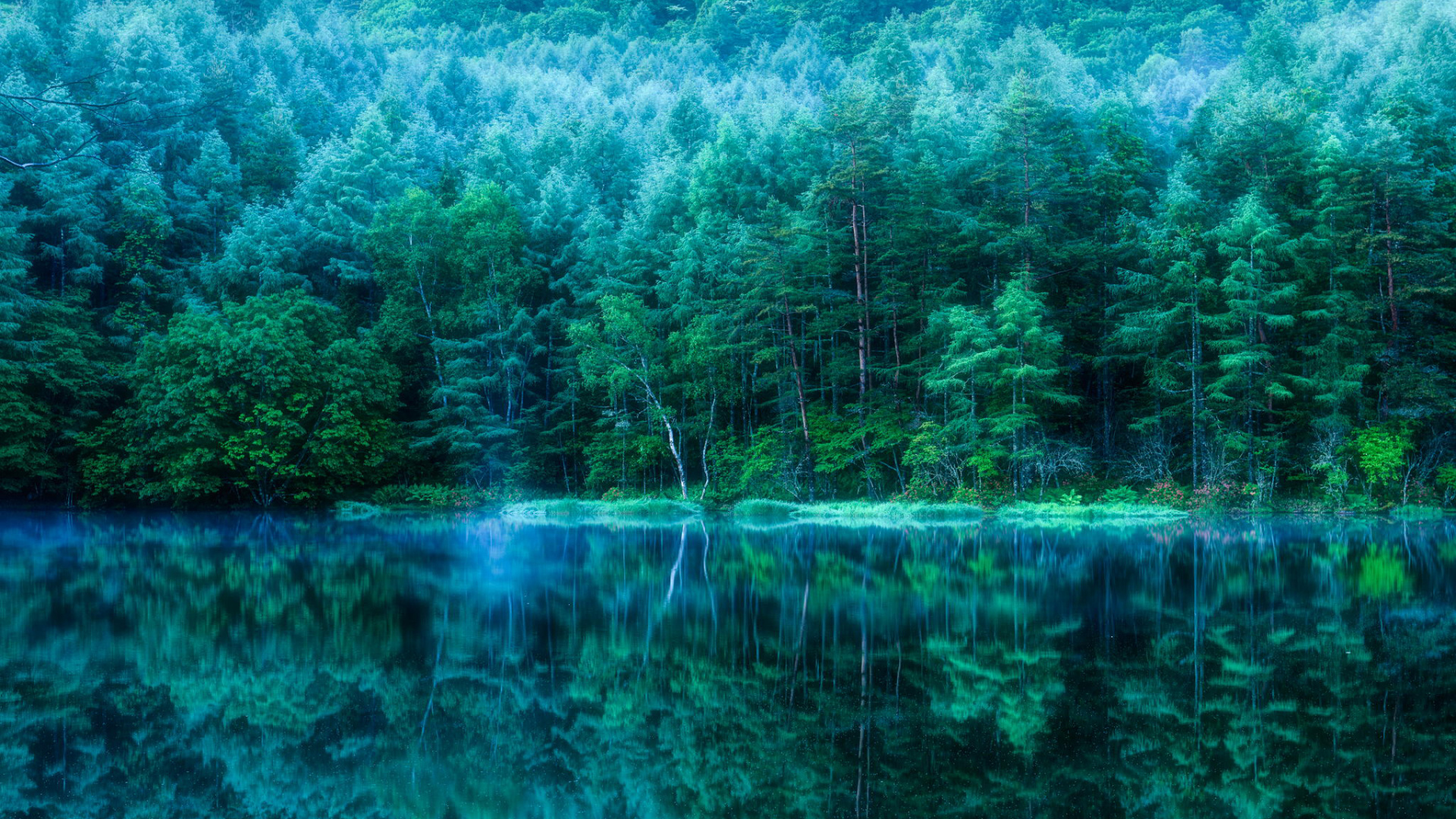 Green Trees Beside Body of Water During Daytime. Wallpaper in 1920x1080 Resolution