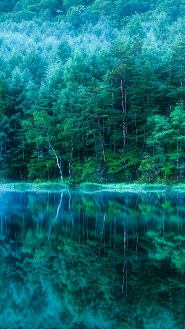 Green Trees Beside Body of Water During Daytime. Wallpaper in 720x1280 Resolution