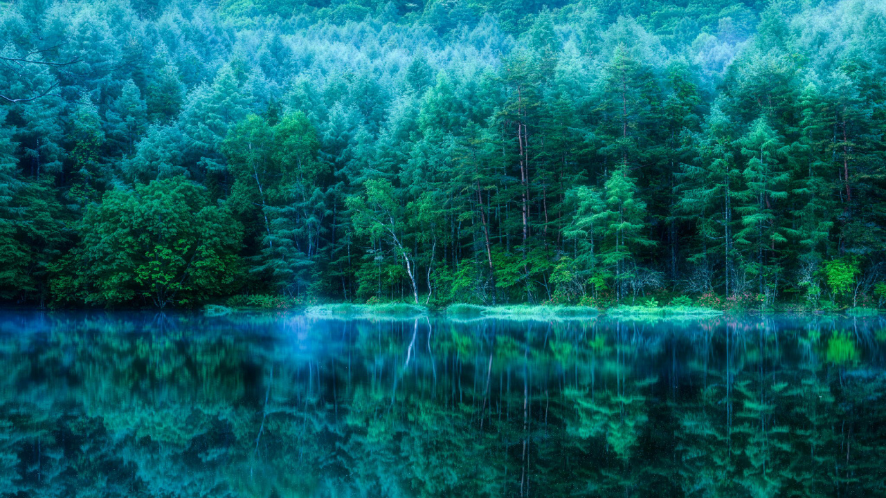 Arbres Verts à Côté D'un Plan D'eau Pendant la Journée. Wallpaper in 1280x720 Resolution