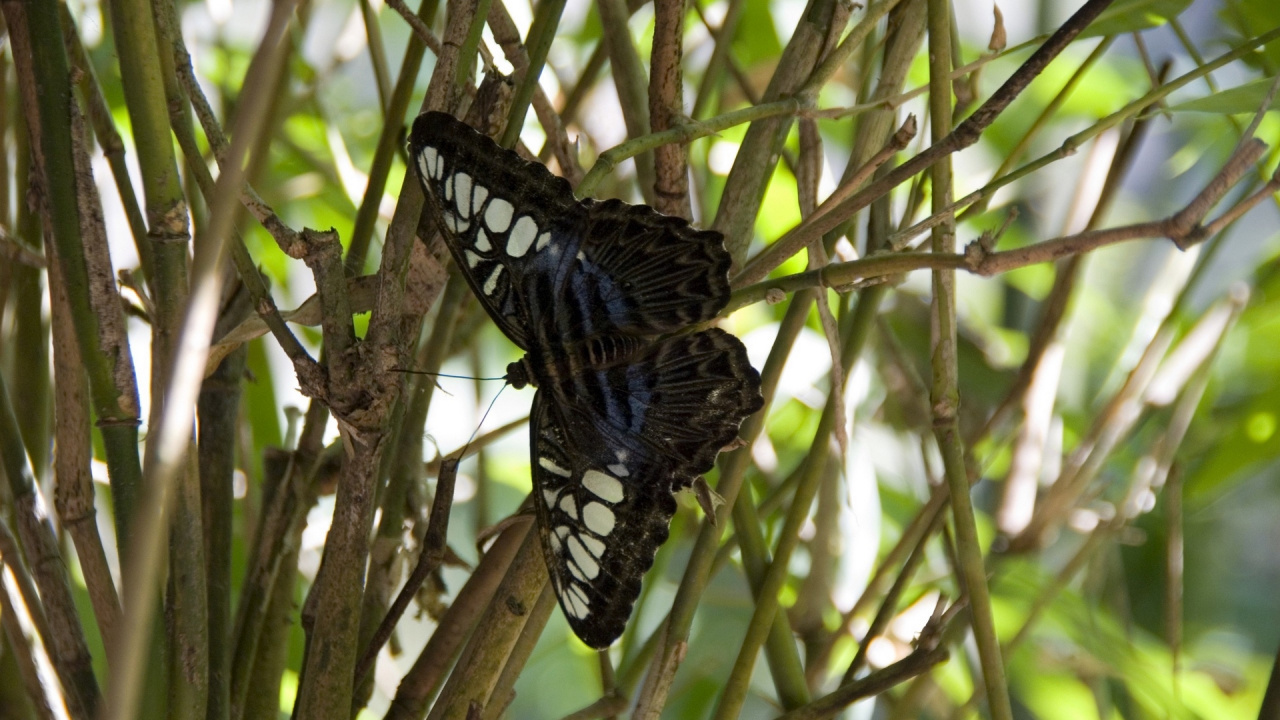 Schwarz-Weiß-Schmetterling Auf Braunem Ast Tagsüber. Wallpaper in 1280x720 Resolution