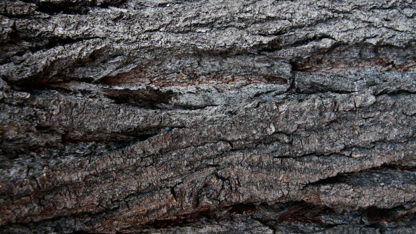 Tronc D'arbre Marron et Noir. Wallpaper in 1366x768 Resolution