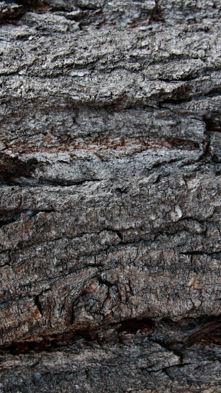 Tronc D'arbre Marron et Noir. Wallpaper in 750x1334 Resolution