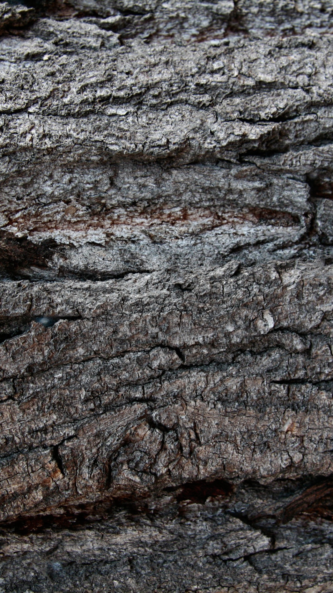 Brown and Black Tree Trunk. Wallpaper in 1080x1920 Resolution