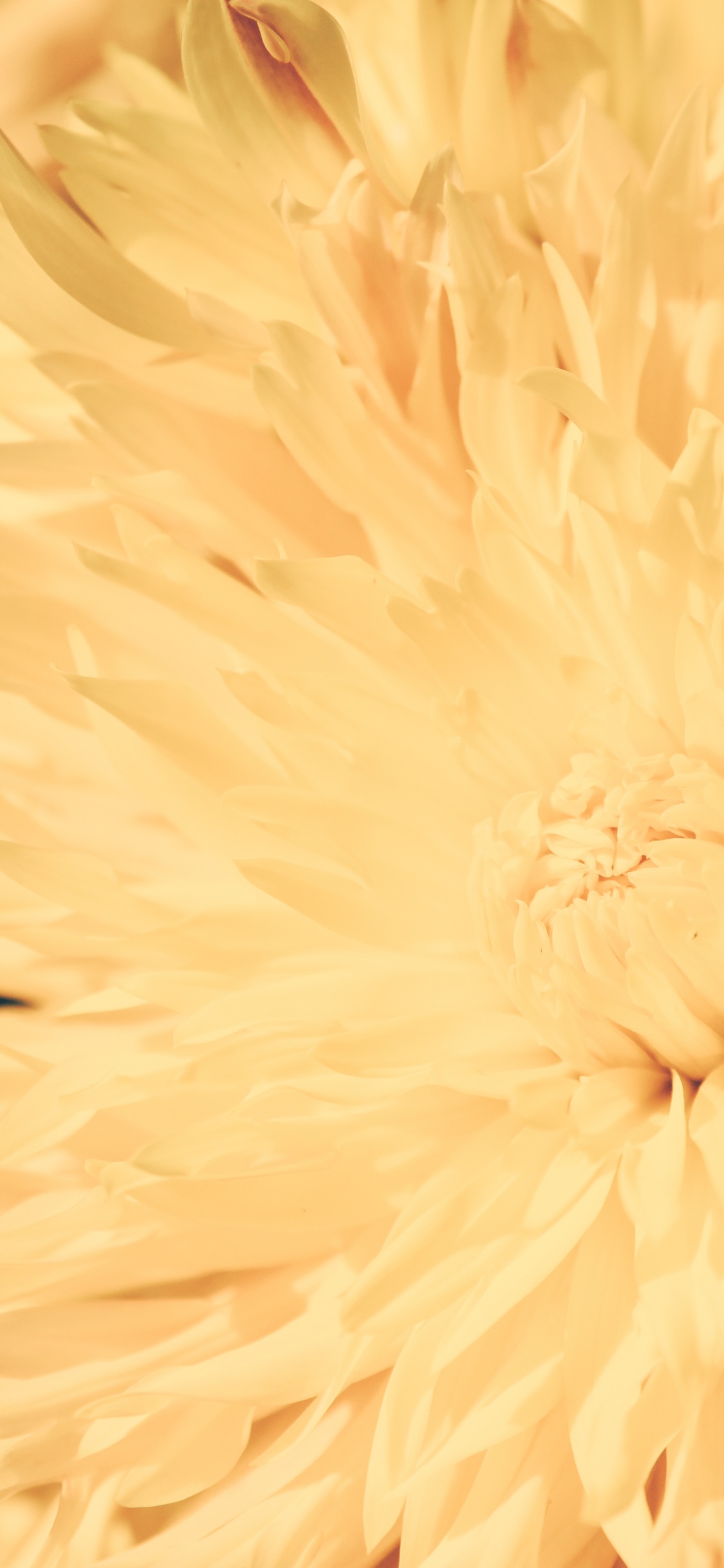 Gelbe Blume in Makrolinse. Wallpaper in 1125x2436 Resolution