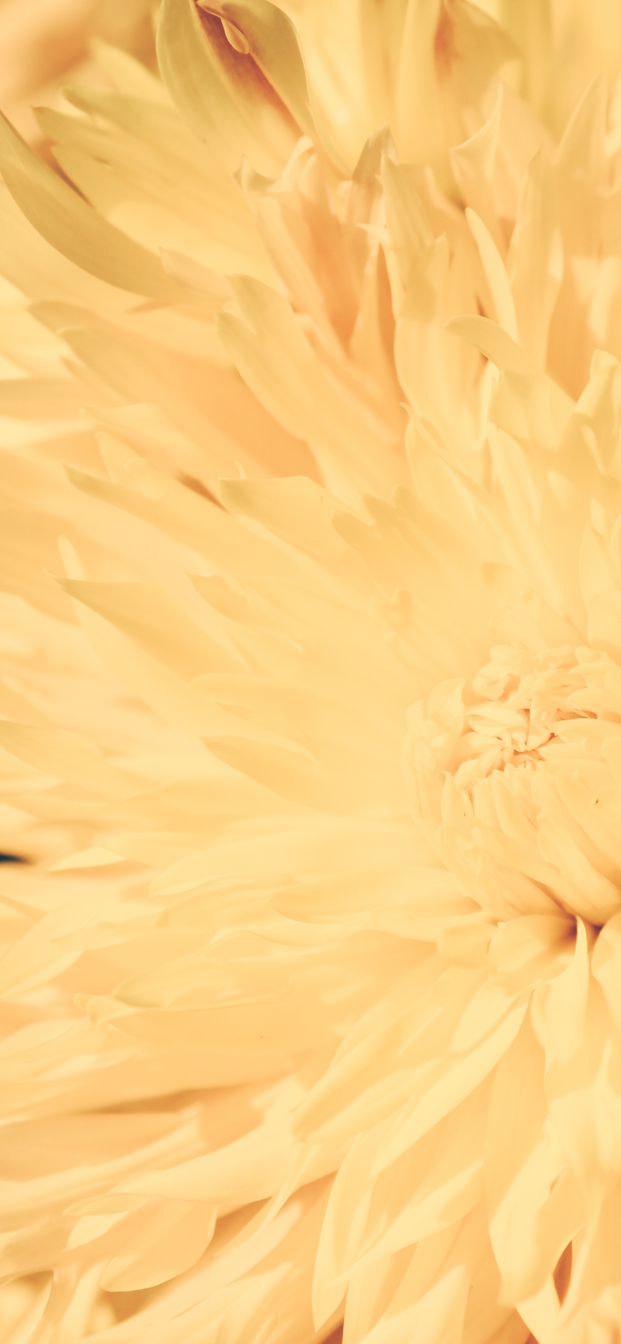 Gelbe Blume in Makrolinse. Wallpaper in 1242x2688 Resolution