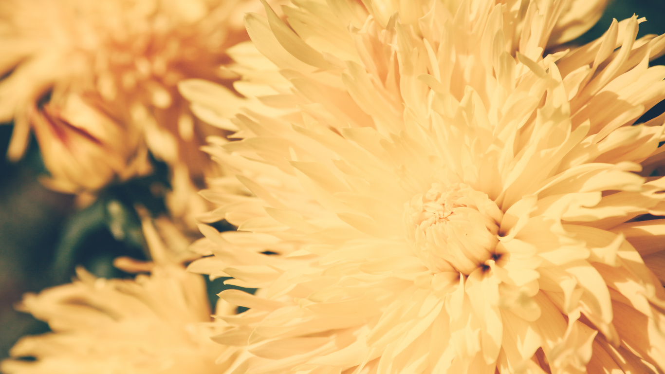 Gelbe Blume in Makrolinse. Wallpaper in 1366x768 Resolution