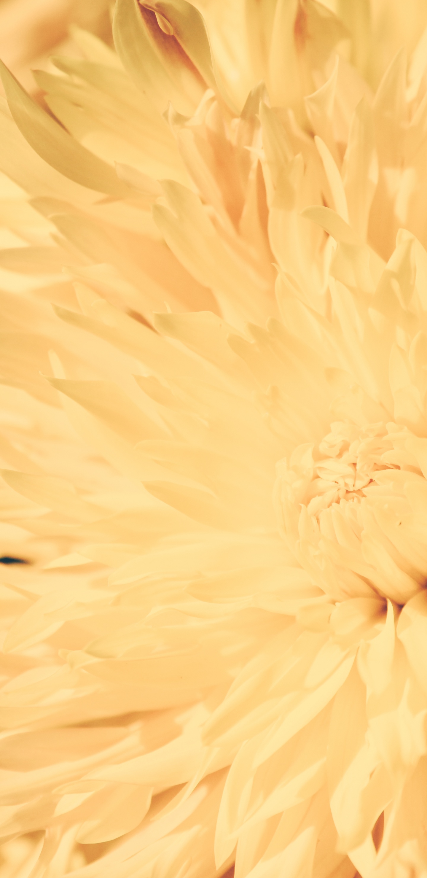 Gelbe Blume in Makrolinse. Wallpaper in 1440x2960 Resolution