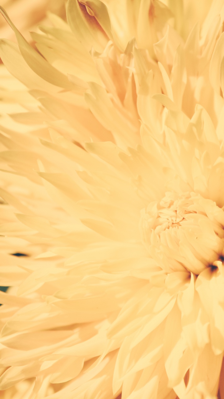 Gelbe Blume in Makrolinse. Wallpaper in 720x1280 Resolution