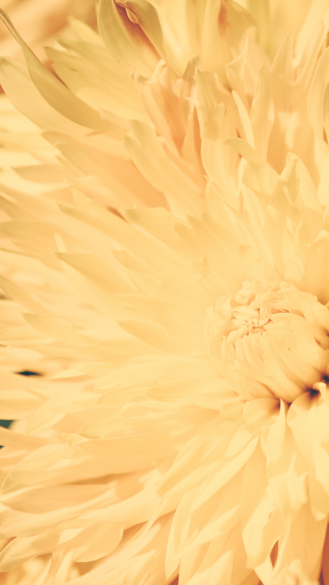 Yellow Flower in Macro Lens. Wallpaper in 1080x1920 Resolution