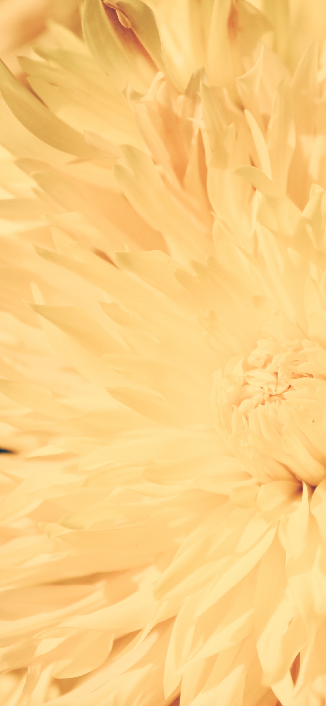 Yellow Flower in Macro Lens. Wallpaper in 1125x2436 Resolution