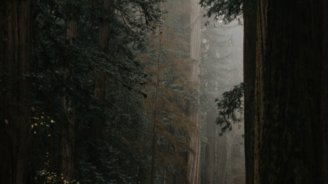 Grey Green Aesthetic, Plant, Atmosphere, Wood, Natural Landscape. Wallpaper in 1280x720 Resolution