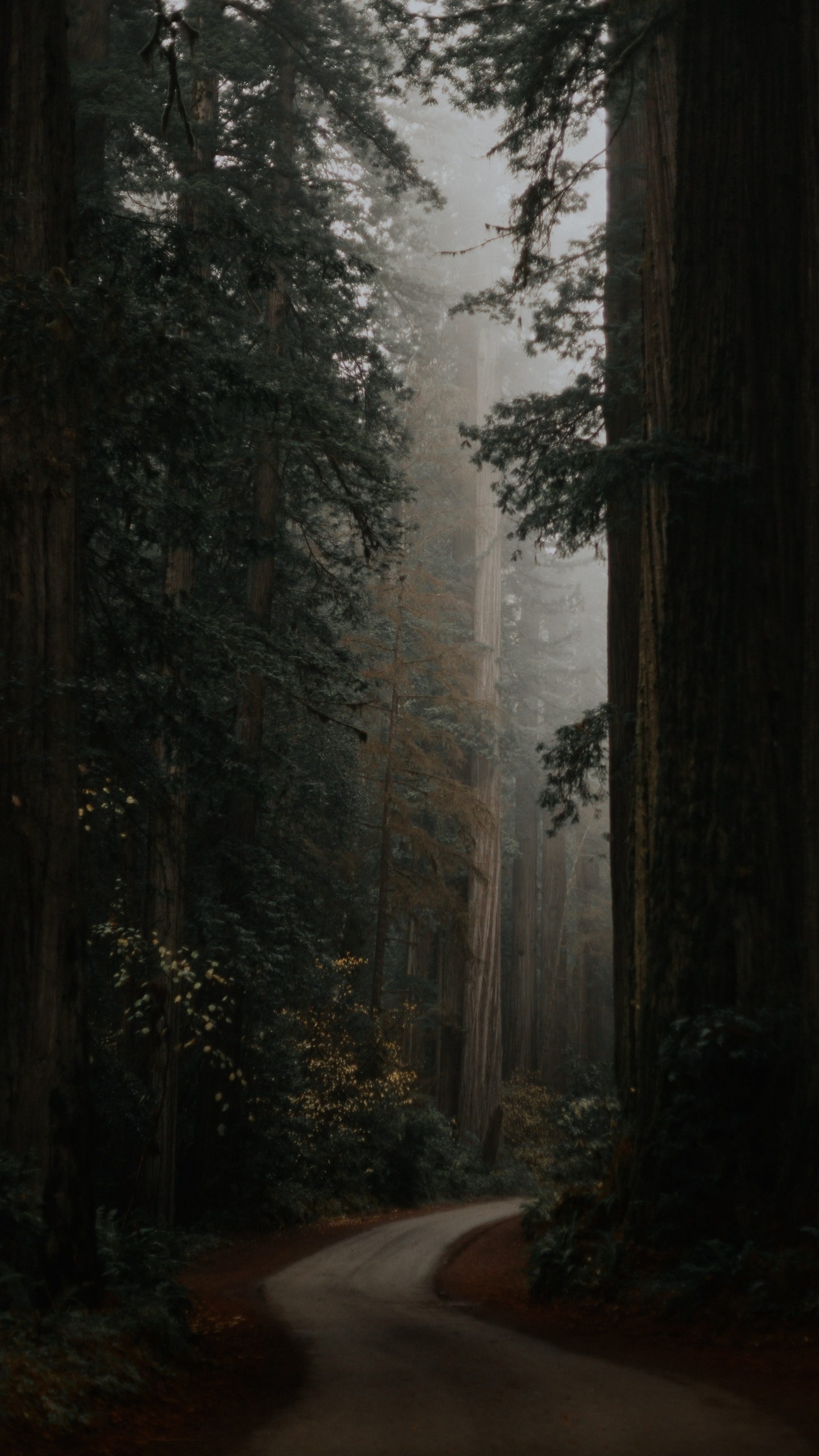 Grey Green Aesthetic, Plant, Atmosphere, Wood, Natural Landscape. Wallpaper in 1440x2560 Resolution