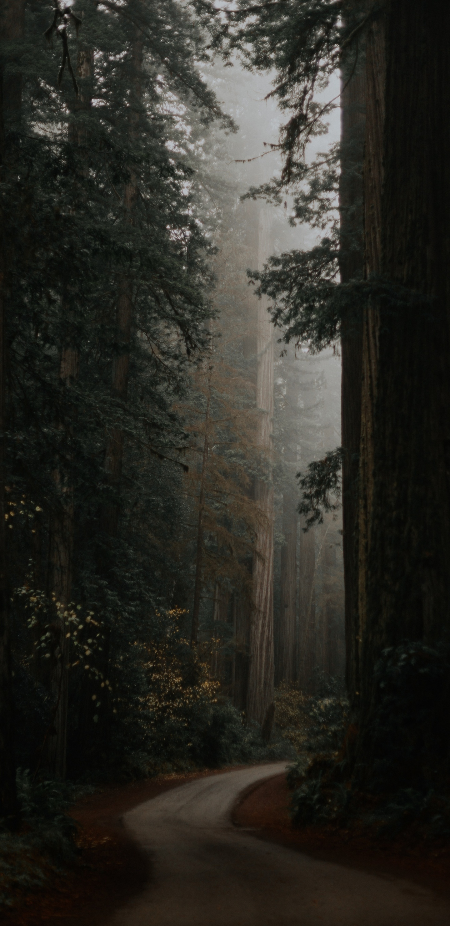 Grey Green Aesthetic, Plant, Atmosphere, Wood, Natural Landscape. Wallpaper in 1440x2960 Resolution