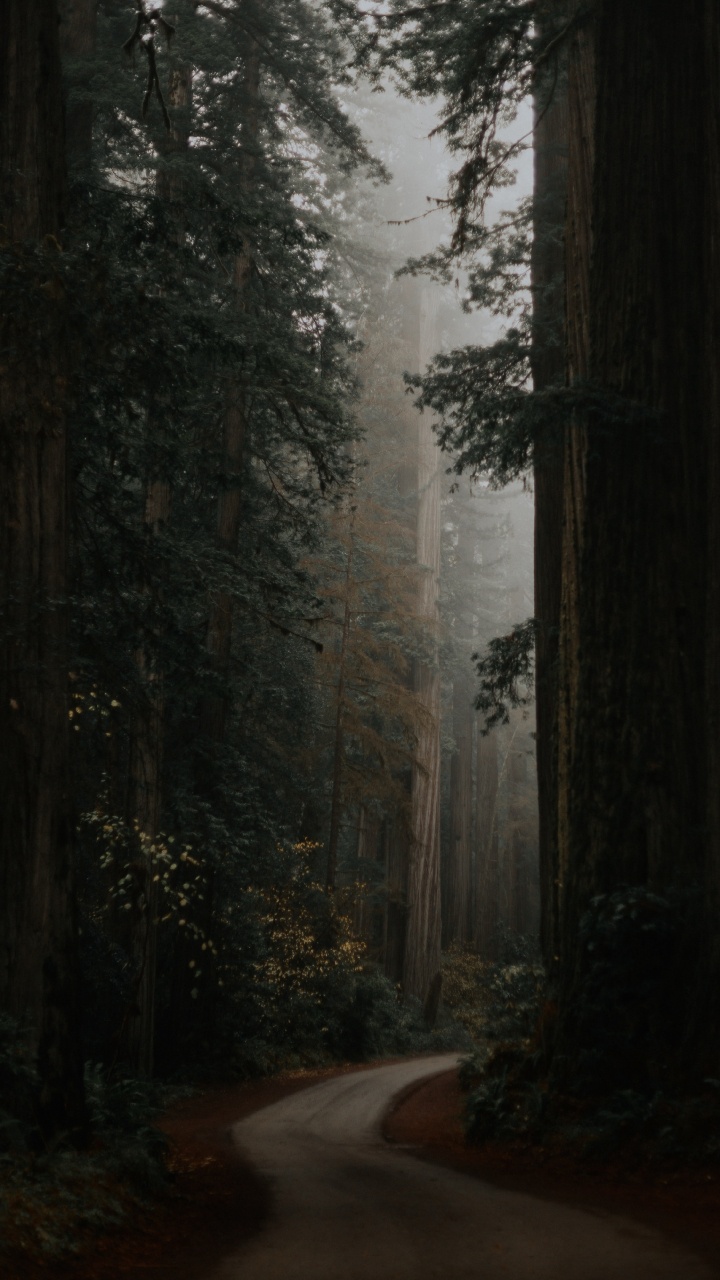 Grey Green Aesthetic, Plant, Atmosphere, Wood, Natural Landscape. Wallpaper in 720x1280 Resolution