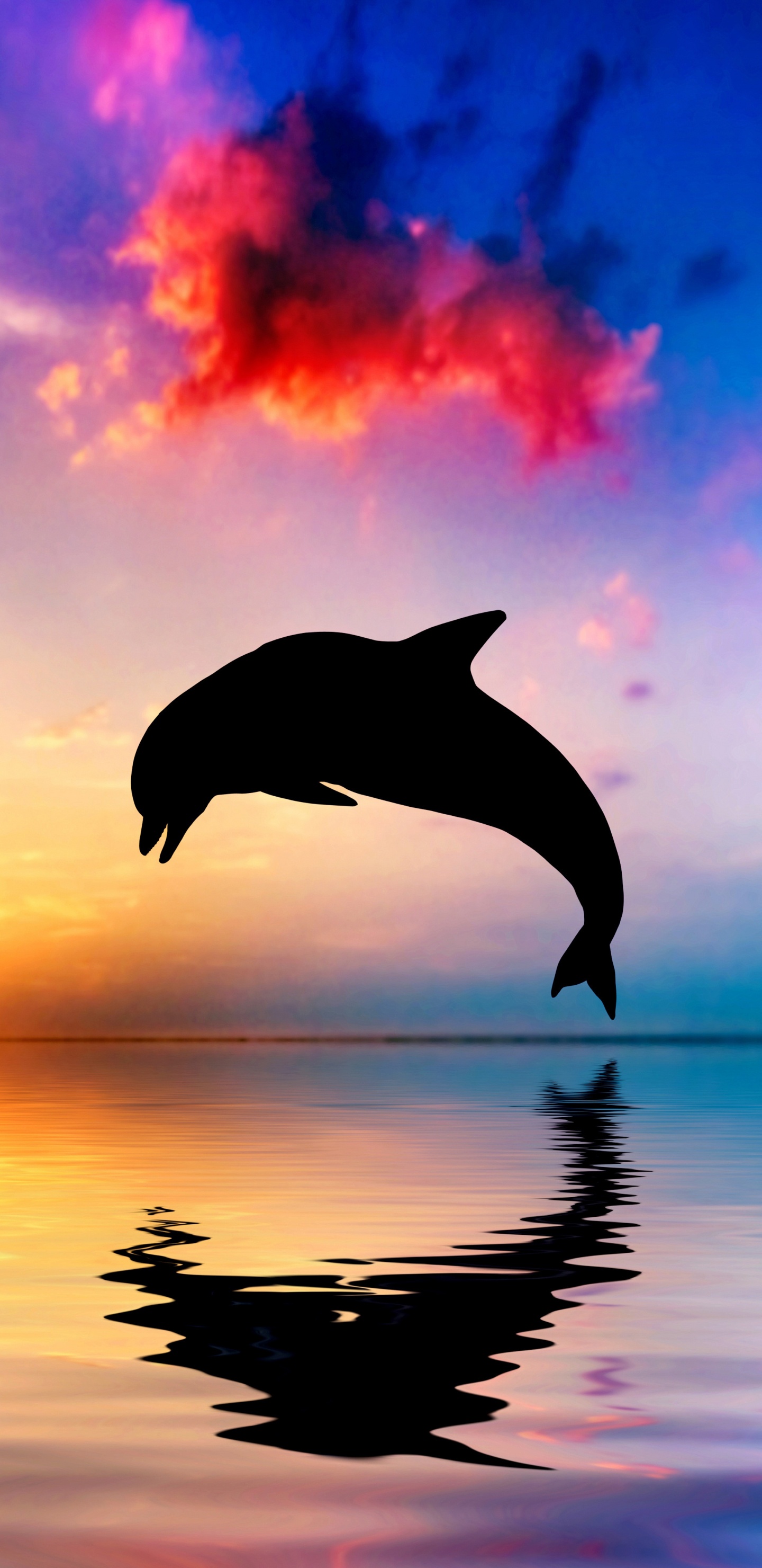 Silhouette of Bird Flying Over The Lake During Sunset. Wallpaper in 1440x2960 Resolution