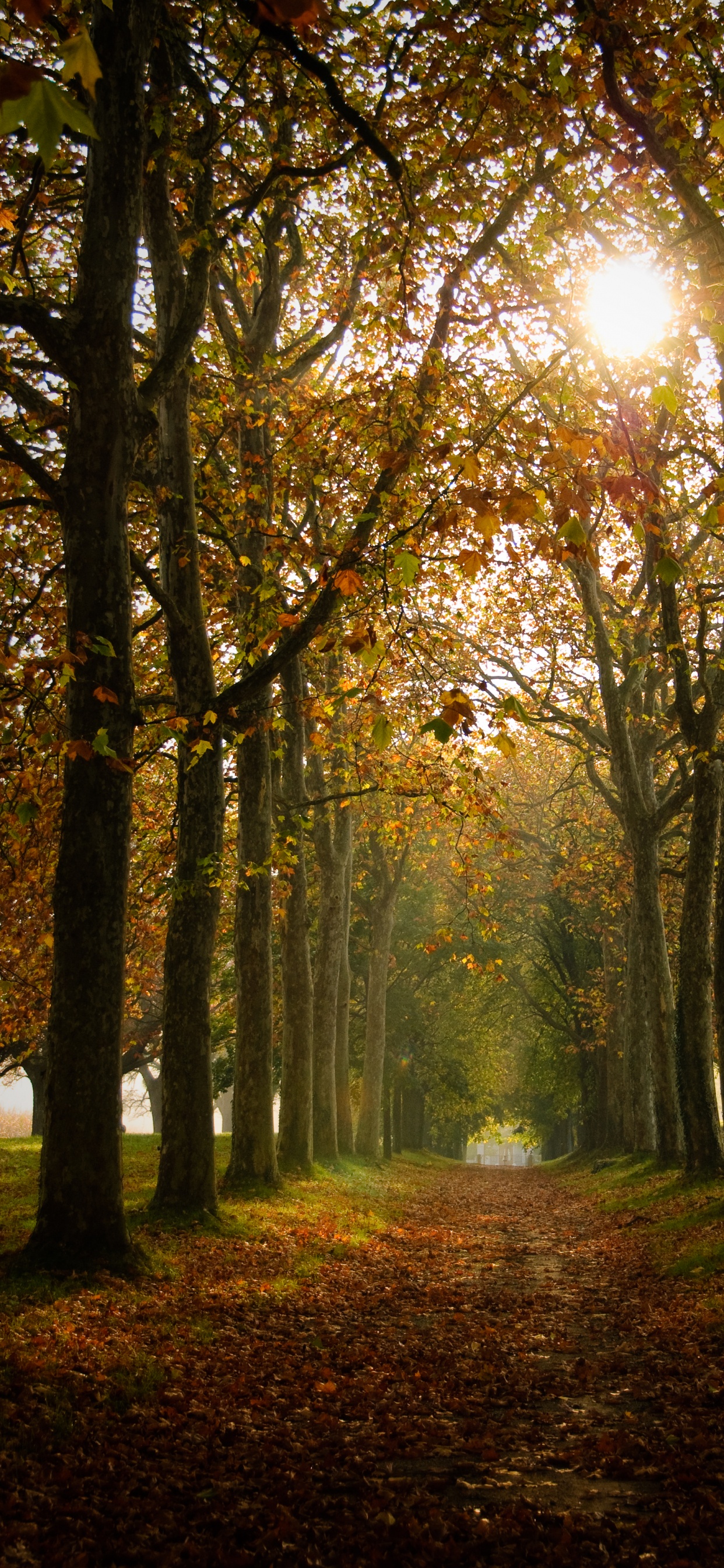 Entorno Natural, Verano, Bosque, Luz, Medicina. Wallpaper in 1242x2688 Resolution