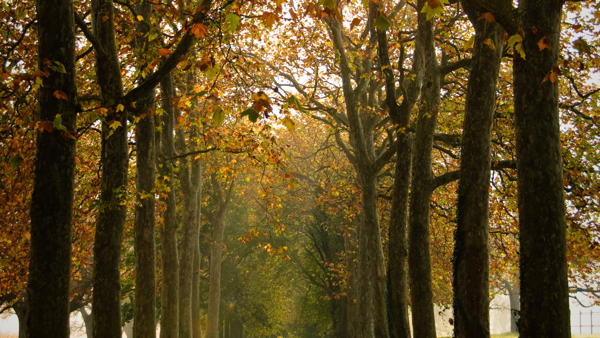 Entorno Natural, Verano, Bosque, Luz, Medicina. Wallpaper in 1920x1080 Resolution