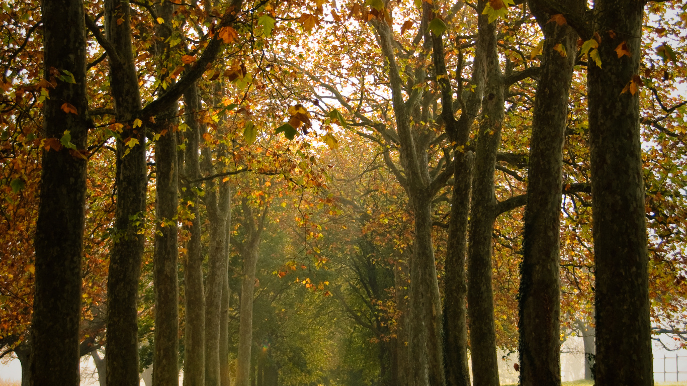 Environnement Naturel, Été, Woodland, Lumière, Médicament. Wallpaper in 1366x768 Resolution