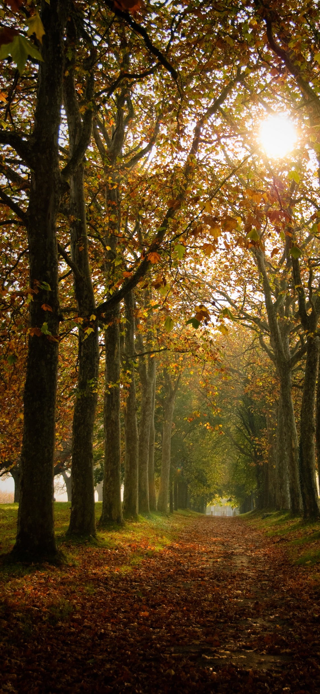 Natural Environment, Summer, Woodland, Light, Autumn. Wallpaper in 1125x2436 Resolution