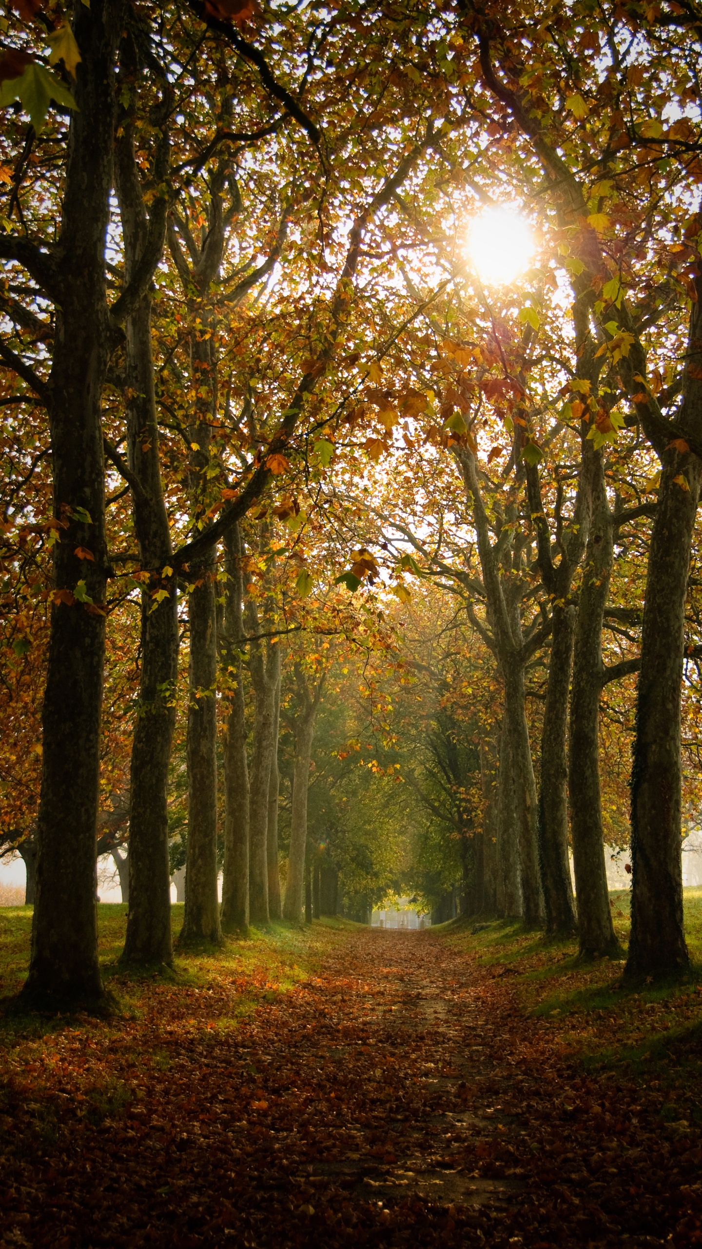 Natürlichen Umgebung, Sommer, Licht, Herbst, Medizin. Wallpaper in 1440x2560 Resolution