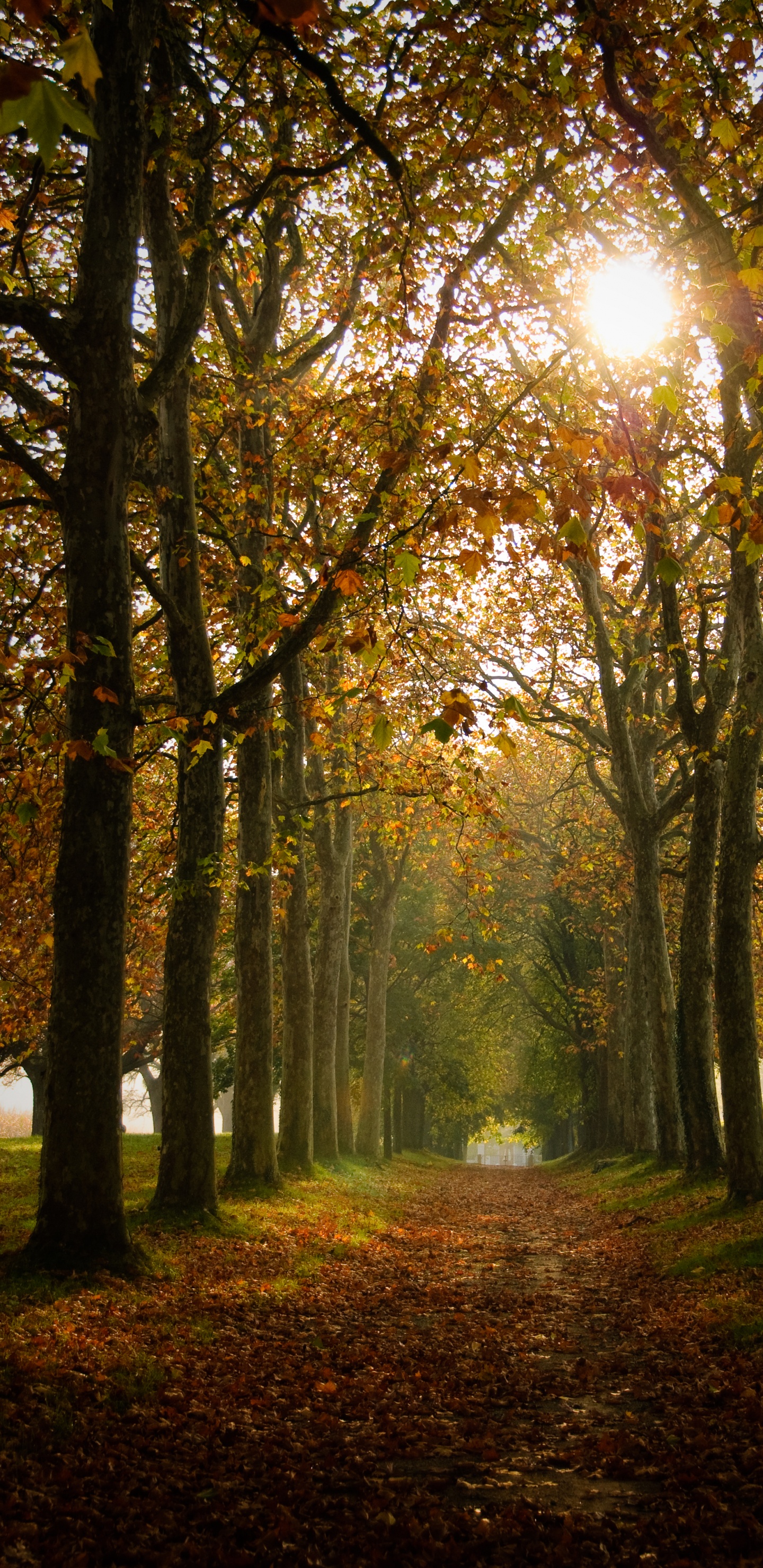 Natürlichen Umgebung, Sommer, Licht, Herbst, Medizin. Wallpaper in 1440x2960 Resolution