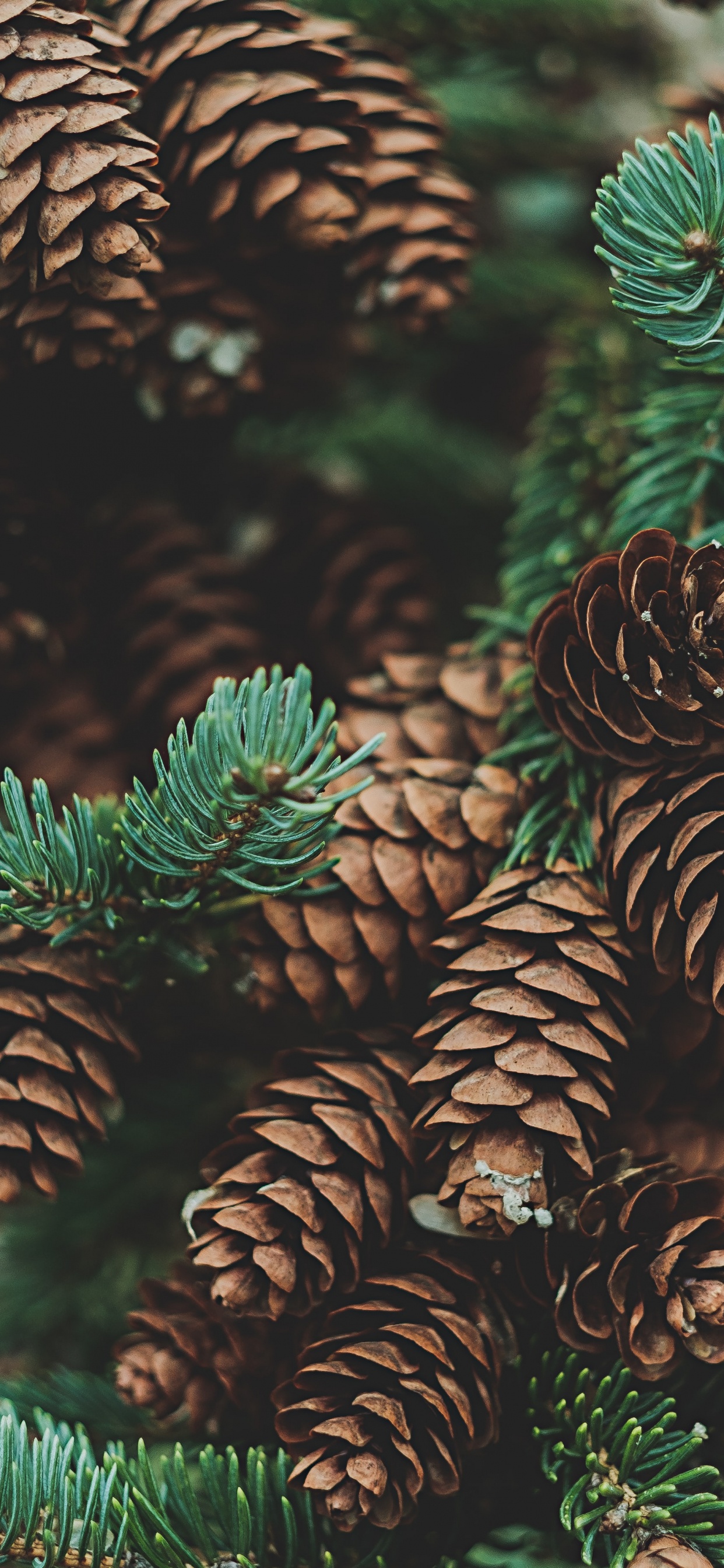 Pine Cones, Conifer Cone, Cone, Lodgepole Pine, Pinus Sylvestris. Wallpaper in 1242x2688 Resolution