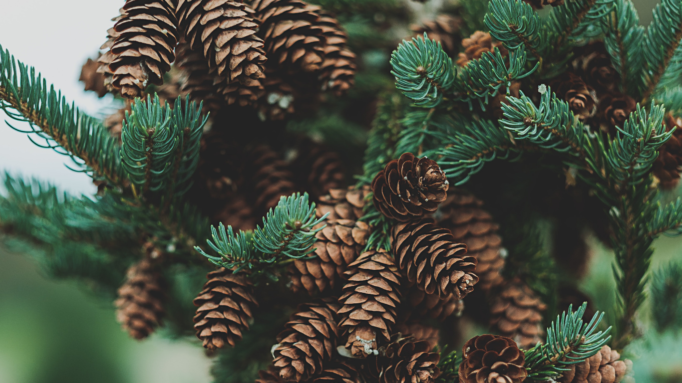 Pine Cones, Conifer Cone, Cone, Lodgepole Pine, Pinus Sylvestris. Wallpaper in 1366x768 Resolution