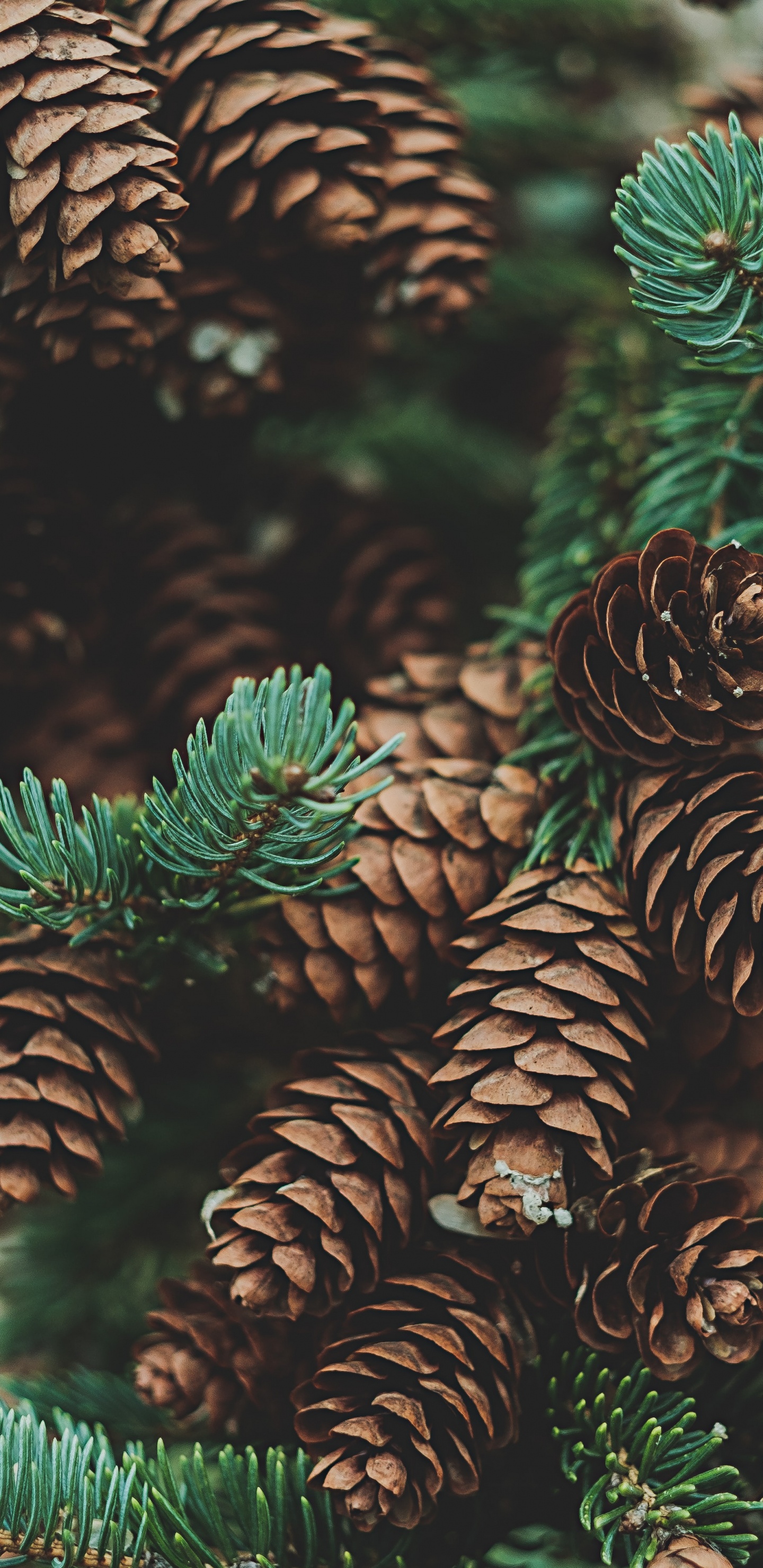 Pine Cones, Conifer Cone, Cone, Lodgepole Pine, Pinus Sylvestris. Wallpaper in 1440x2960 Resolution