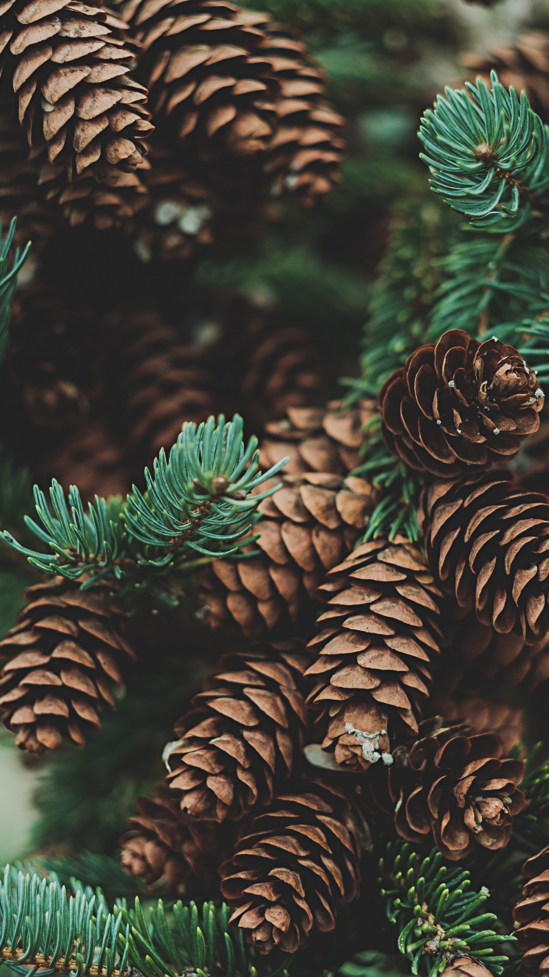 针叶树锥, 锥, 黑松, 绿色的, 落叶松 壁纸 1080x1920 允许