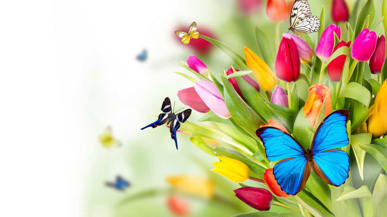 Blue and Red Flower Petals. Wallpaper in 1280x720 Resolution