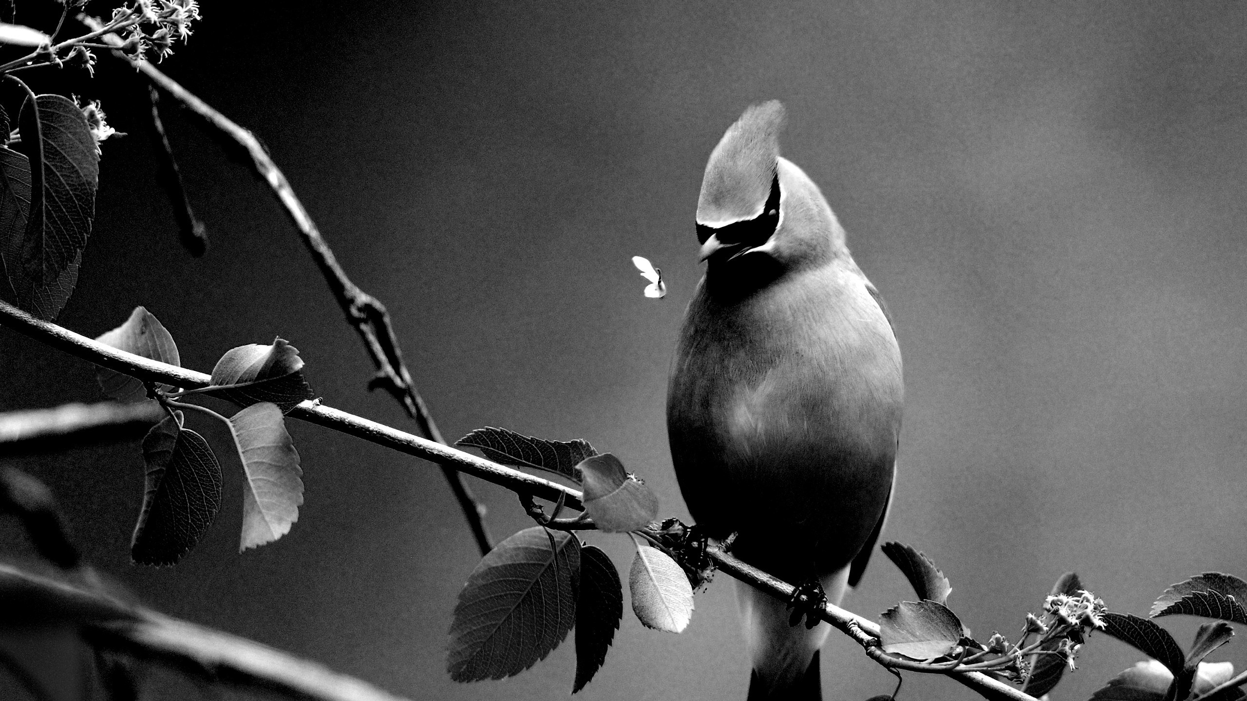 Grayscale Photo of Bird on Tree Branch. Wallpaper in 2560x1440 Resolution