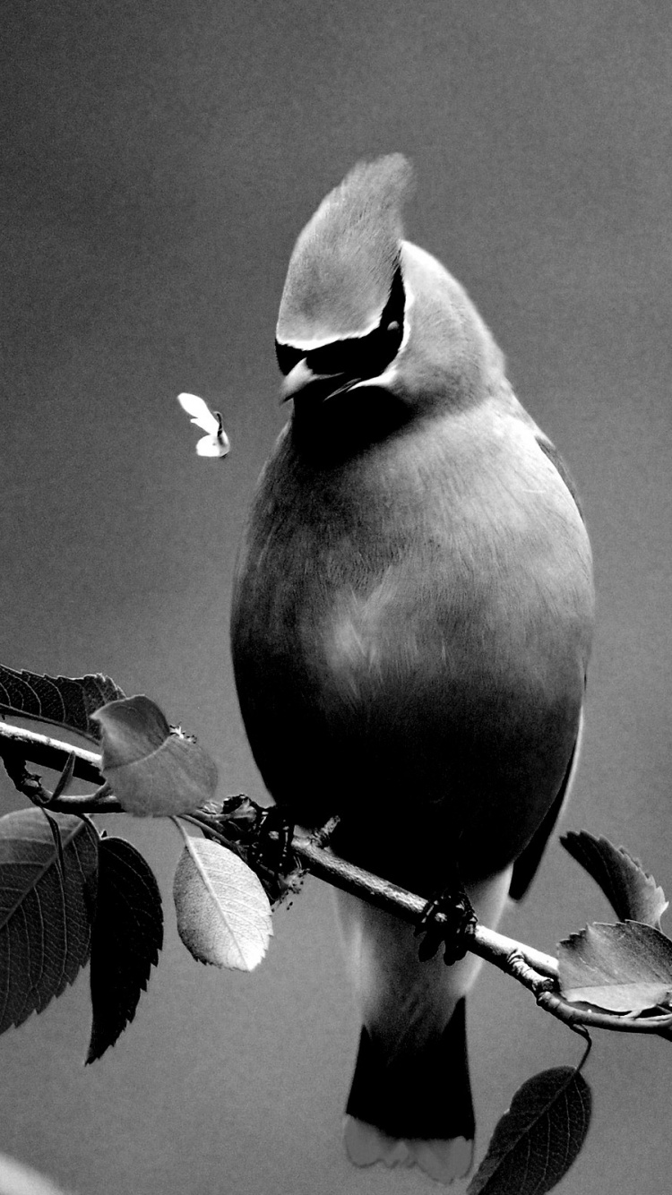 Foto en Escala de Grises Del Pájaro en la Rama de un Árbol. Wallpaper in 750x1334 Resolution