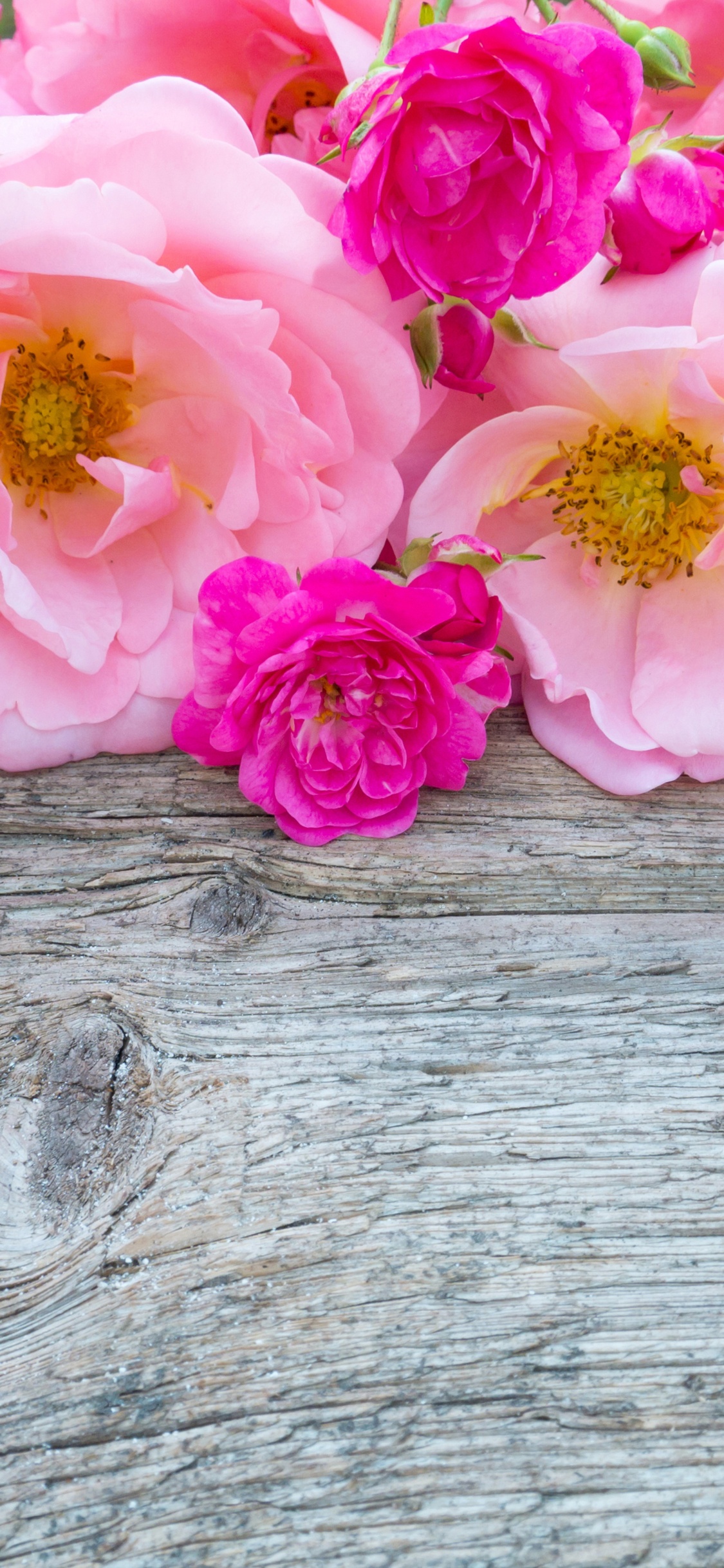 Pink Roses on Brown Wooden Surface. Wallpaper in 1125x2436 Resolution