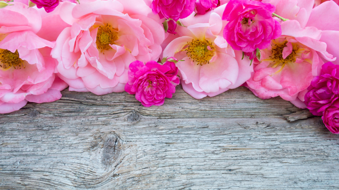 Pink Roses on Brown Wooden Surface. Wallpaper in 1366x768 Resolution