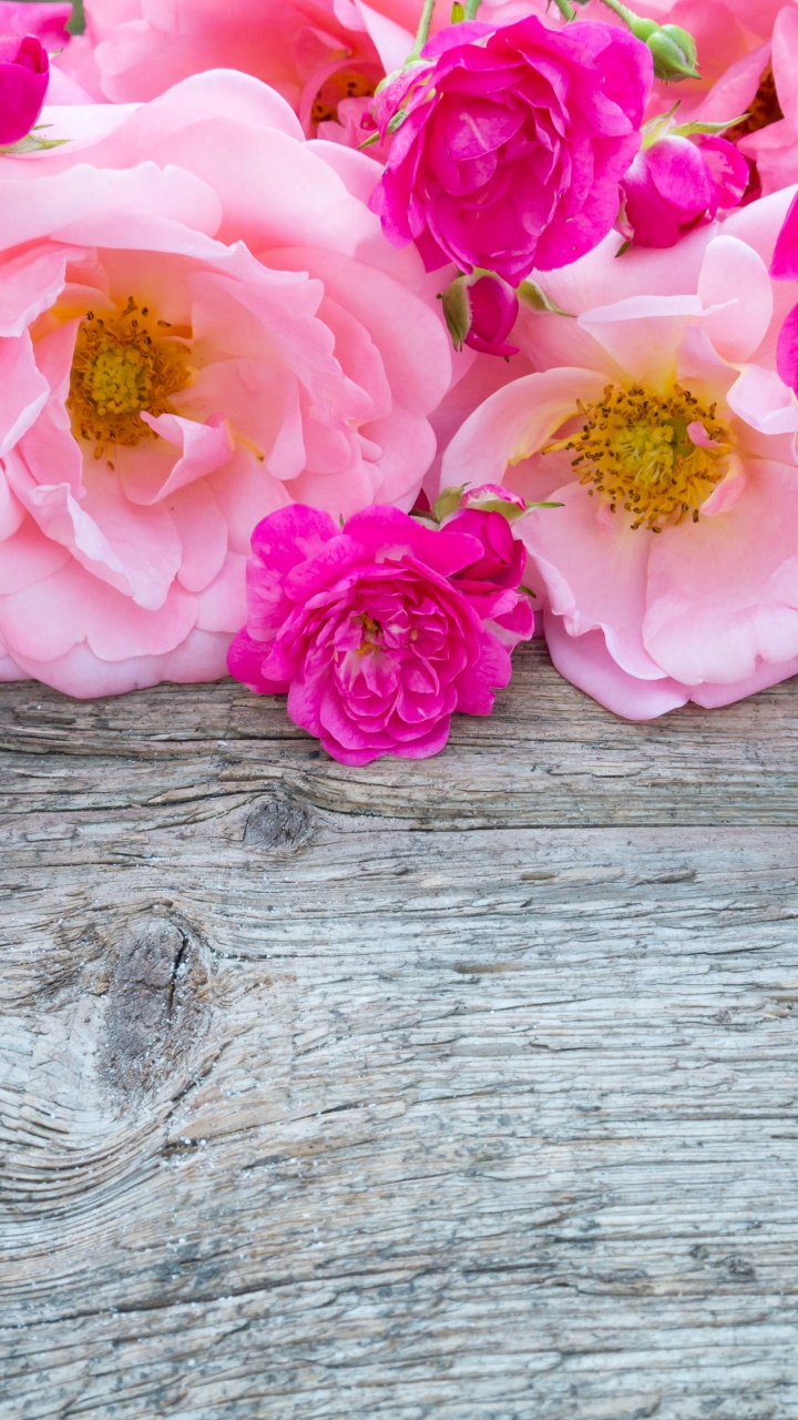 Pink Roses on Brown Wooden Surface. Wallpaper in 720x1280 Resolution