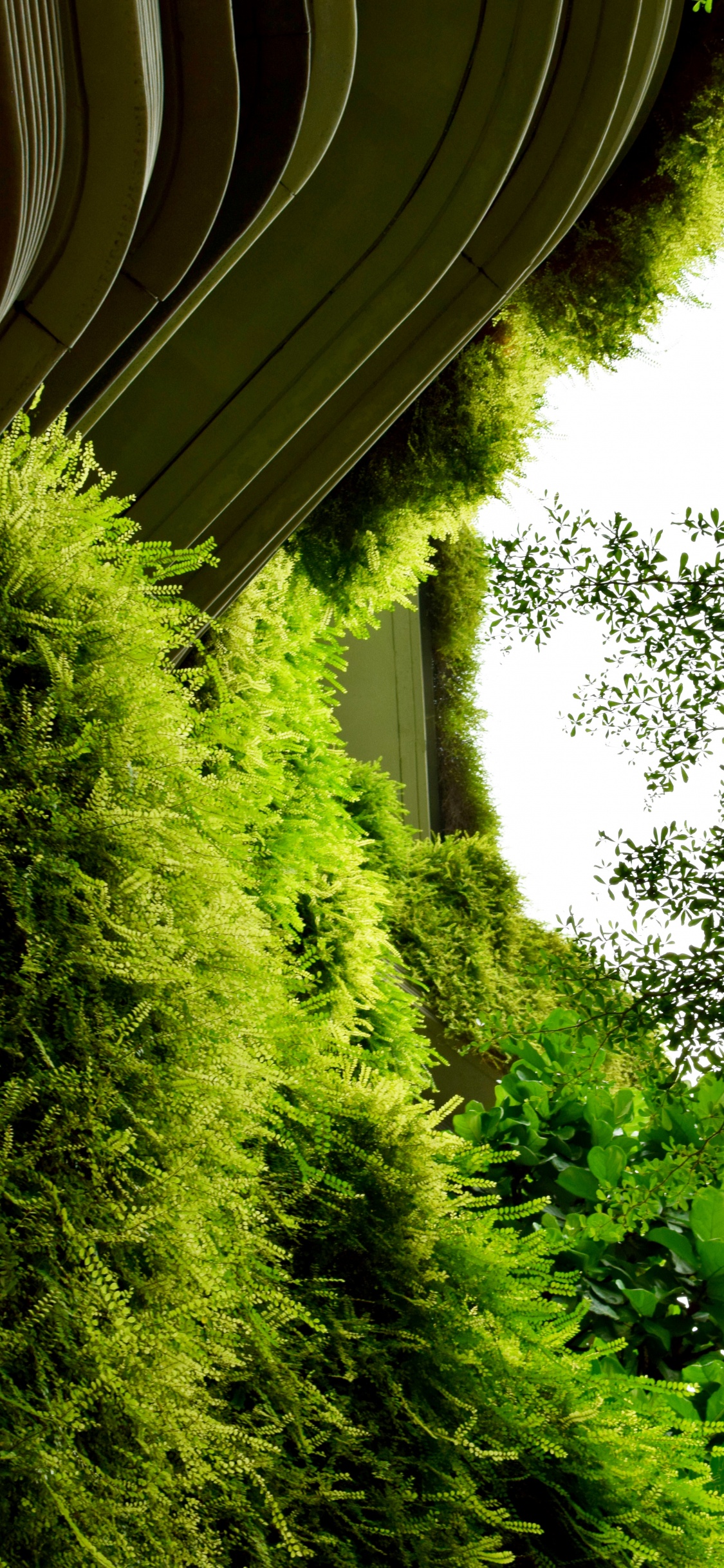 Grüner Baum Neben Brauner Holzwand. Wallpaper in 1125x2436 Resolution