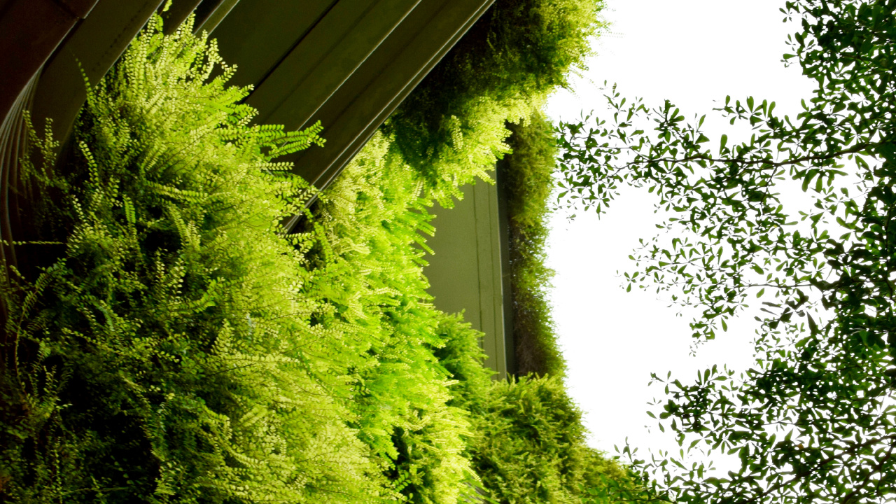菌群, 绿色的, 植被, 性质, 草 壁纸 1280x720 允许