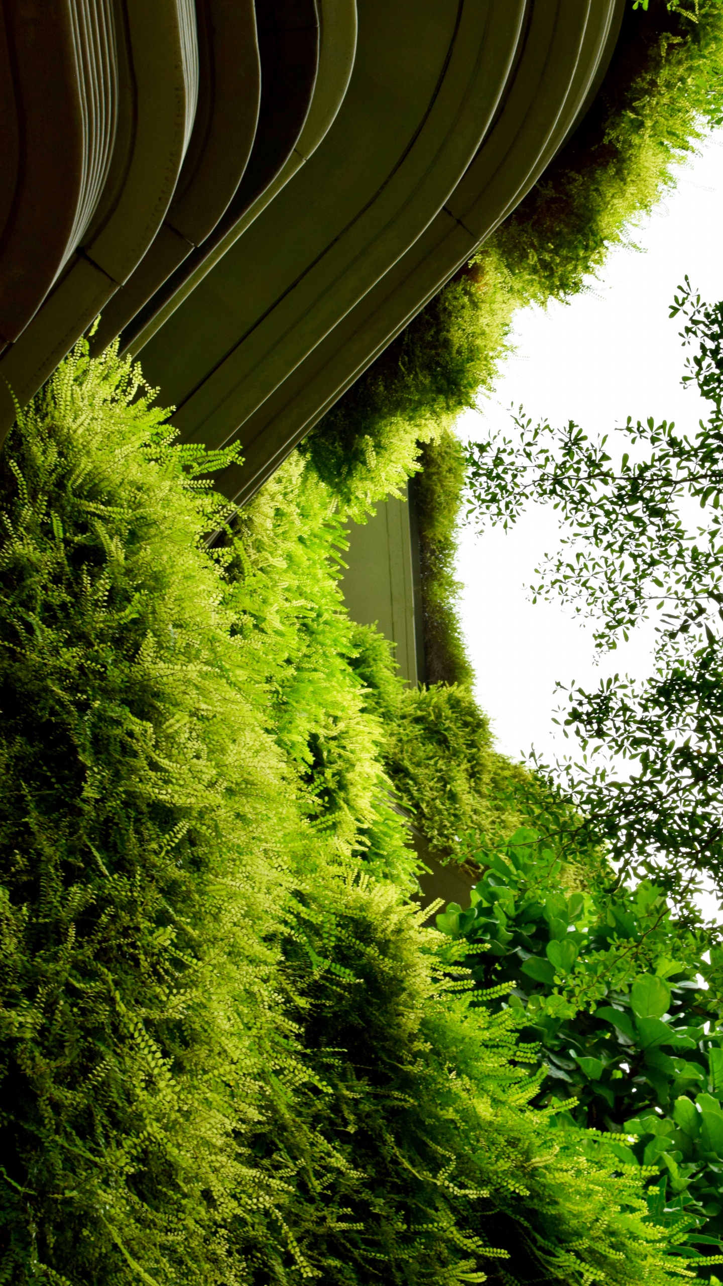 菌群, 绿色的, 植被, 性质, 草 壁纸 1440x2560 允许