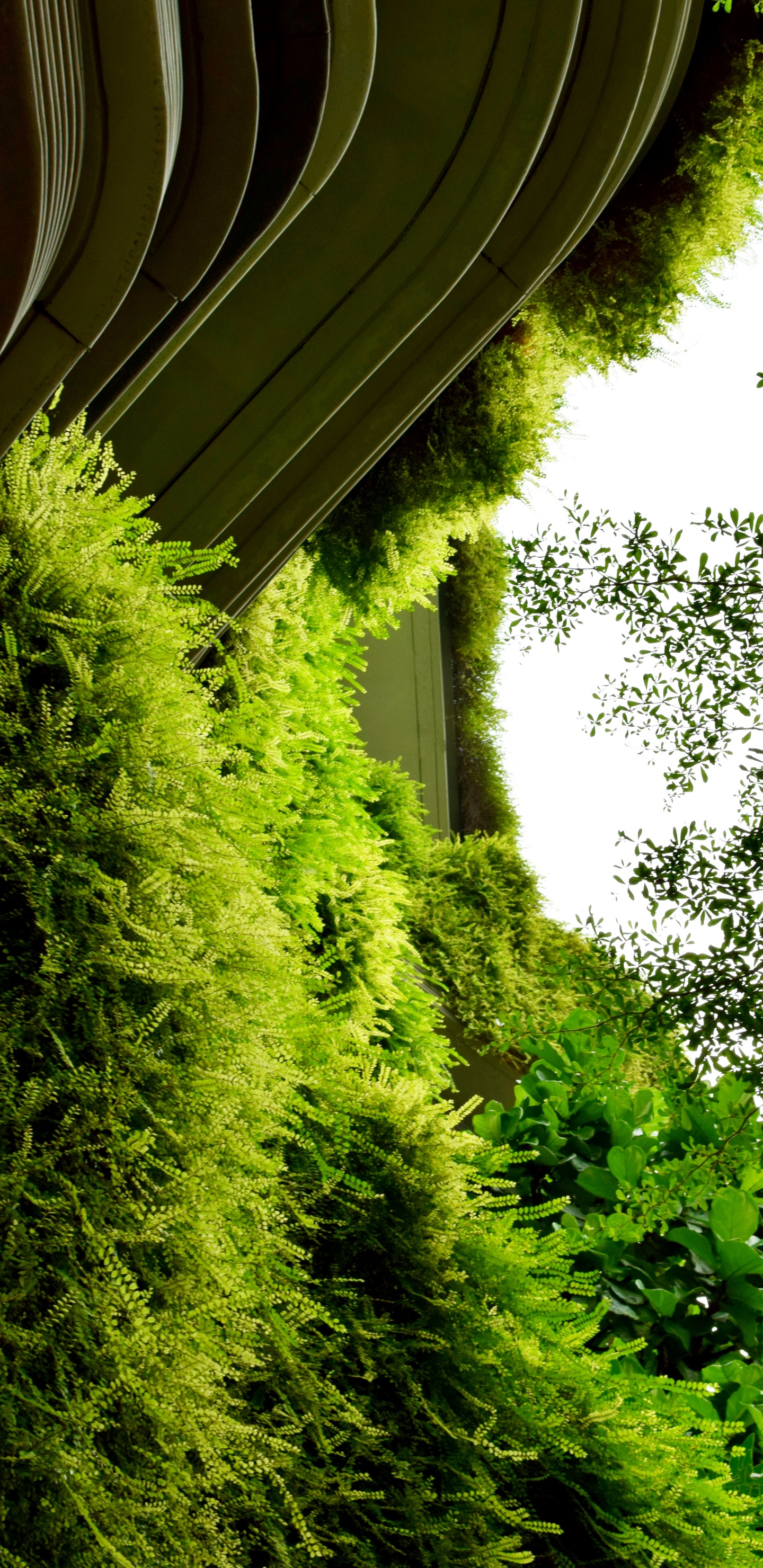 菌群, 绿色的, 植被, 性质, 草 壁纸 1440x2960 允许