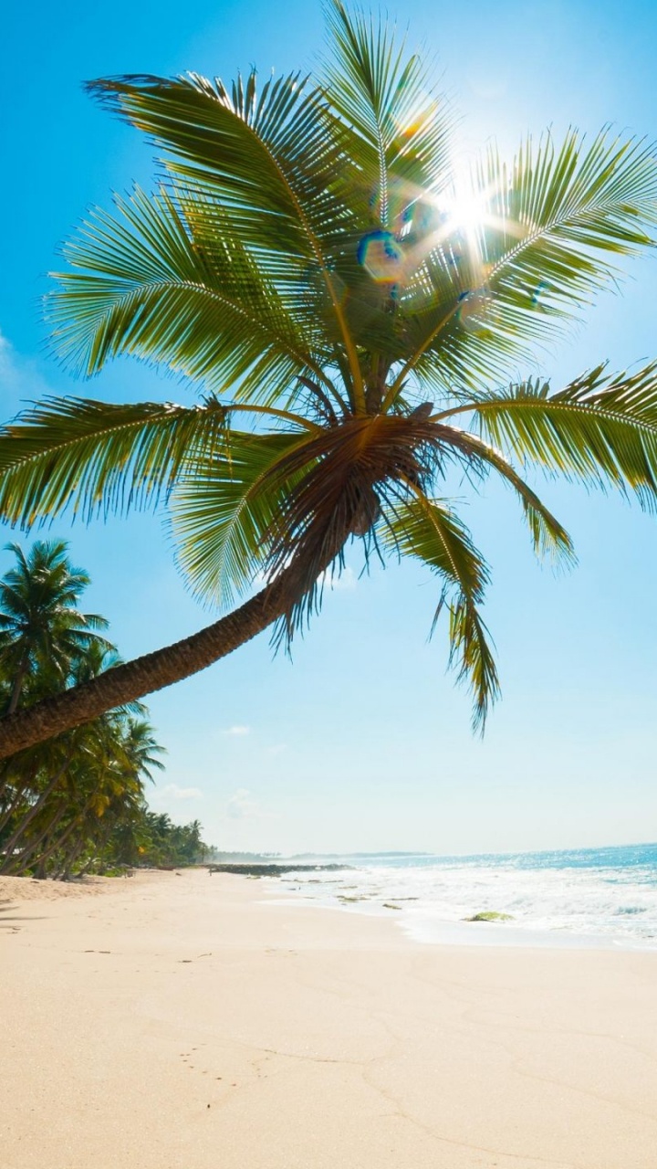 Palmera en la Orilla de la Playa Durante el Día. Wallpaper in 720x1280 Resolution