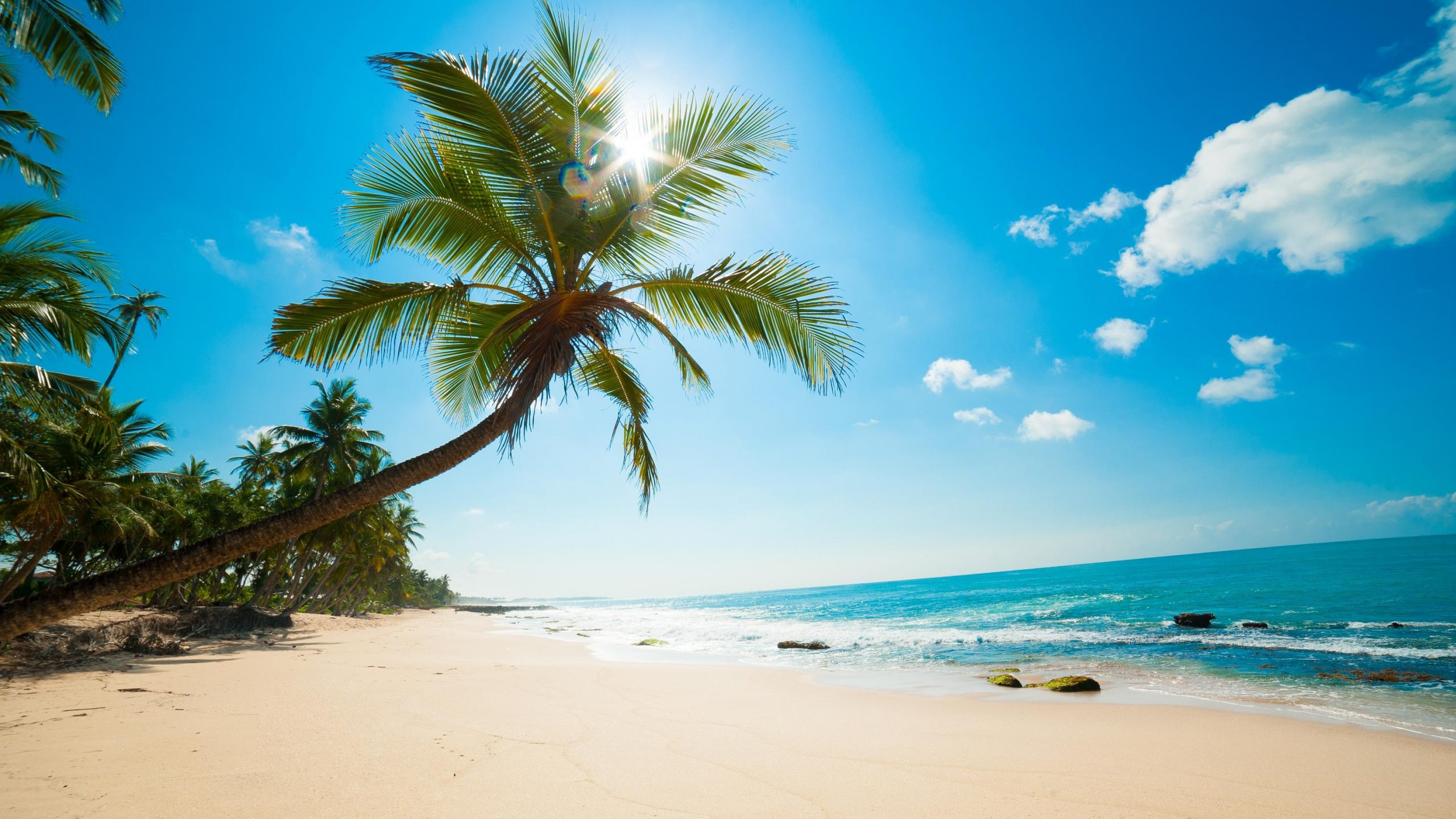 Palm Tree on Beach Shore During Daytime. Wallpaper in 2560x1440 Resolution