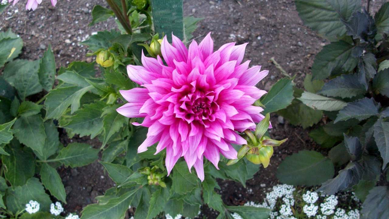 Pink Flower With Green Leaves. Wallpaper in 1280x720 Resolution