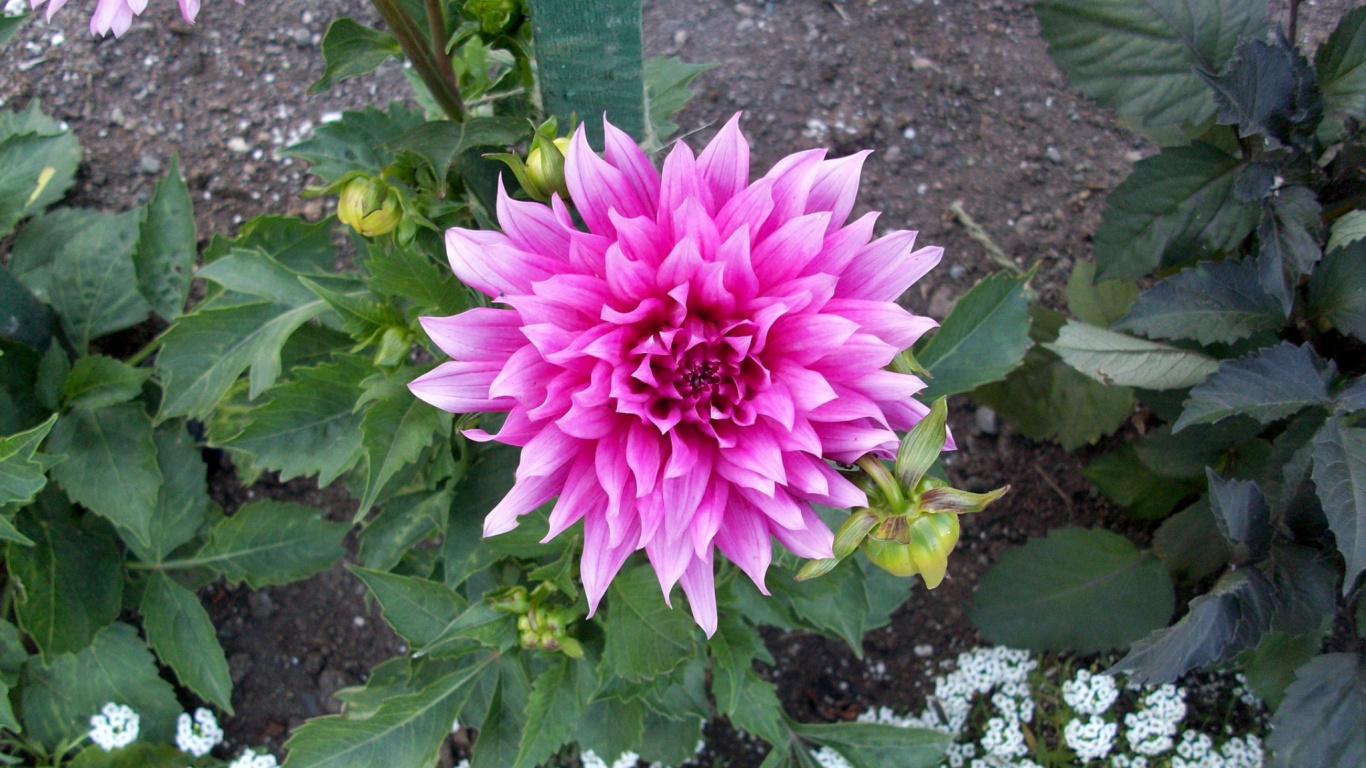 Pink Flower With Green Leaves. Wallpaper in 1366x768 Resolution