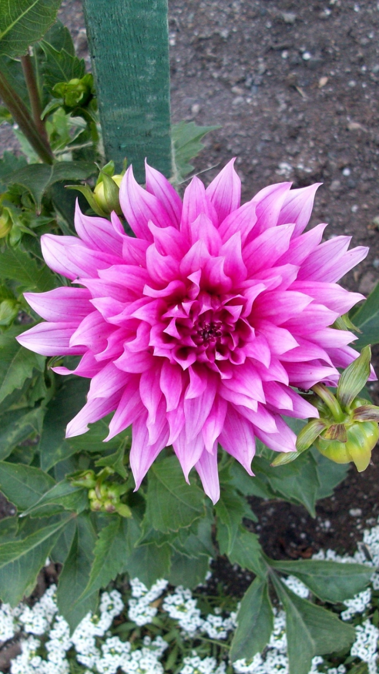 Pink Flower With Green Leaves. Wallpaper in 750x1334 Resolution