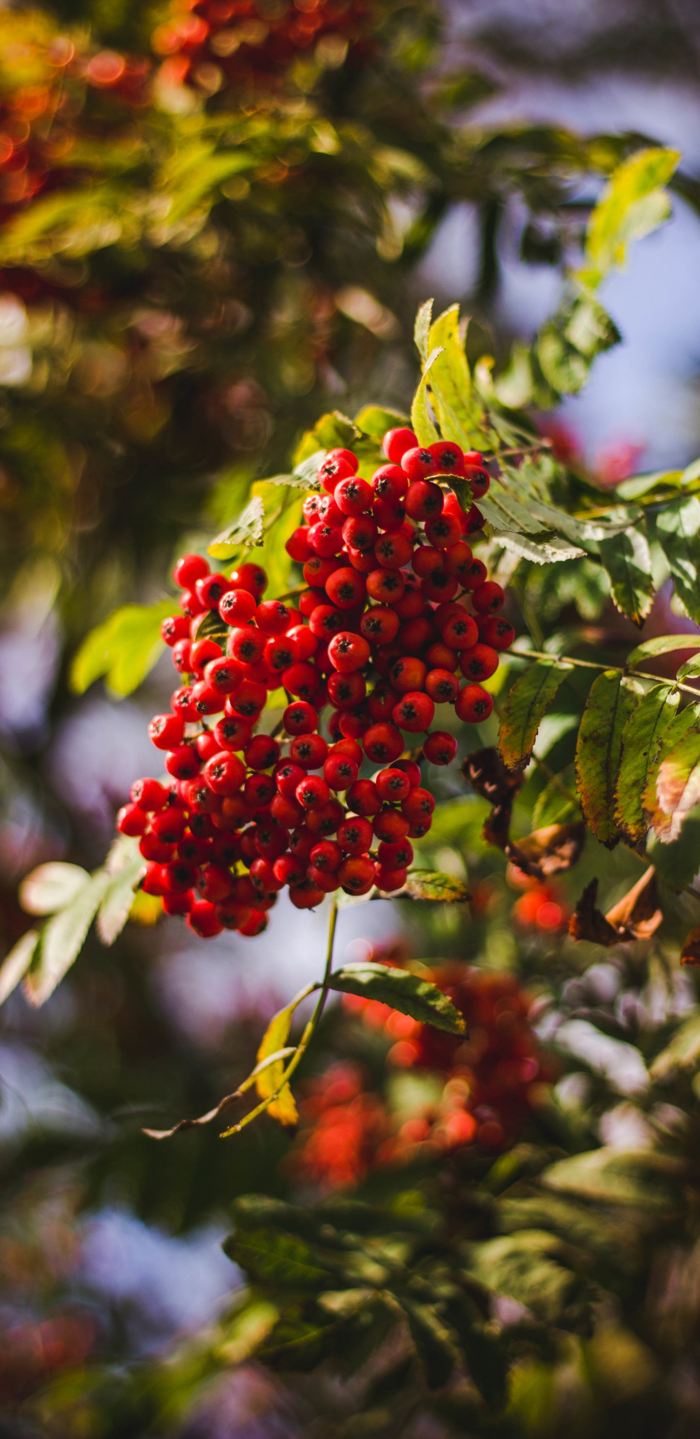 Berry, Baum, Eberesche, Blatt, Blühende Pflanze. Wallpaper in 1440x2960 Resolution