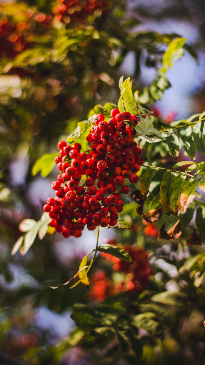 Fruits, Red, Rowan, Feuille, la Floraison de la Plante. Wallpaper in 720x1280 Resolution