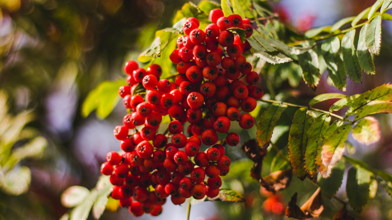 Rojo, Rowan, la Floración de la Planta, la Botánica, Sorbus. Wallpaper in 1280x720 Resolution