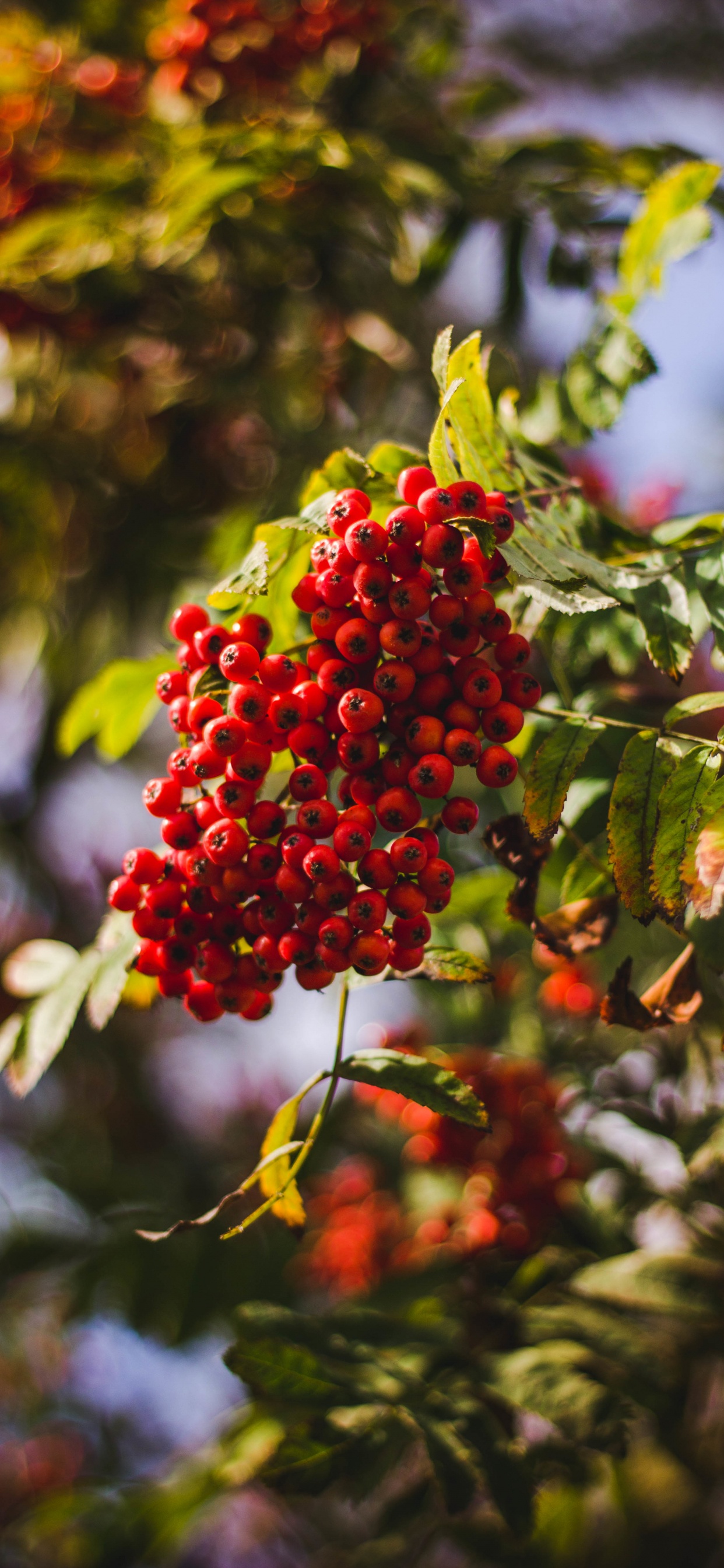 Berry, Fruit, Tree, Flower, Red. Wallpaper in 1242x2688 Resolution