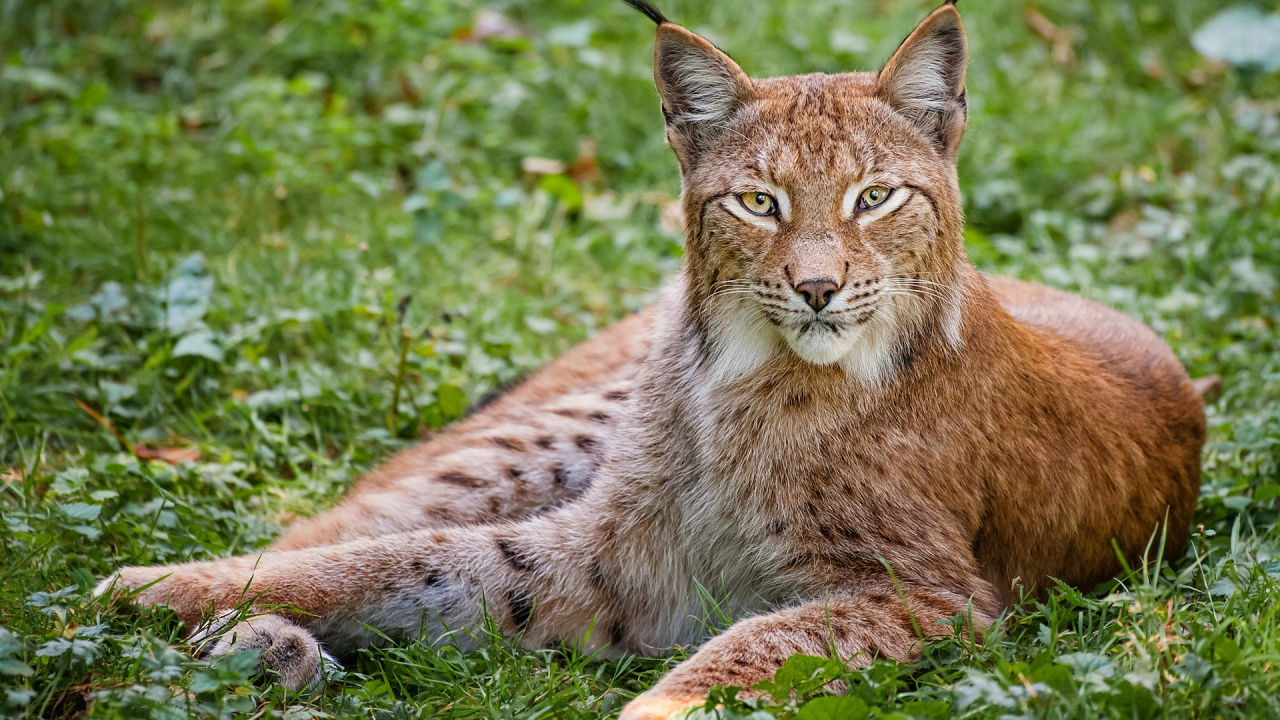 Gato Marrón y Negro Sobre la Hierba Verde Durante el Día. Wallpaper in 1280x720 Resolution